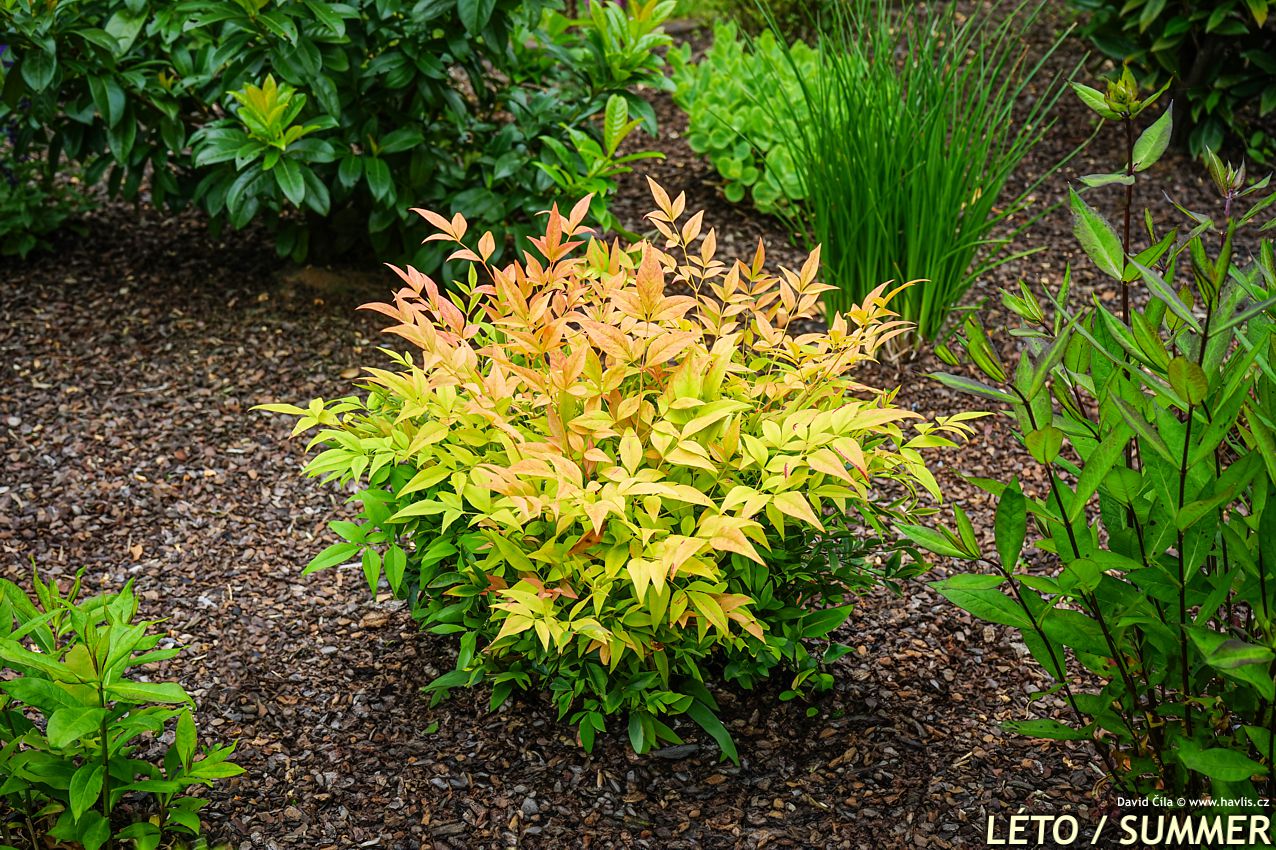 Nandina domestica Gulf Stream