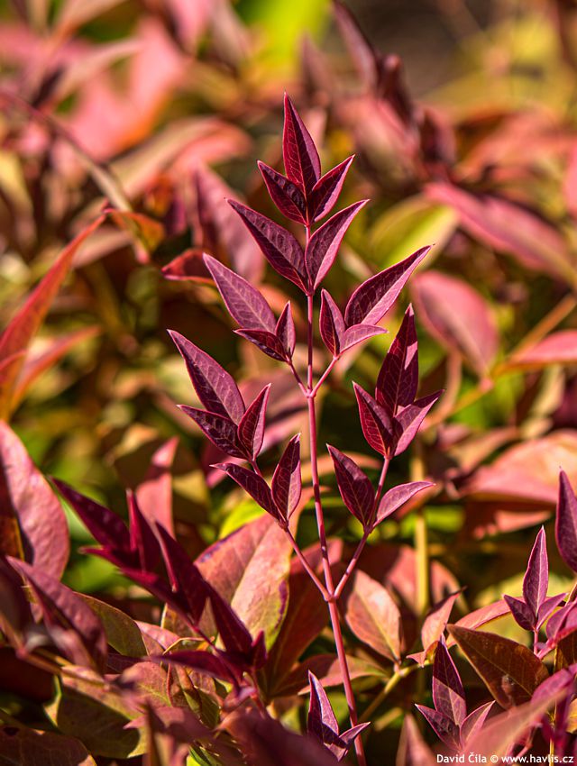 Nandina domestica Obsessed