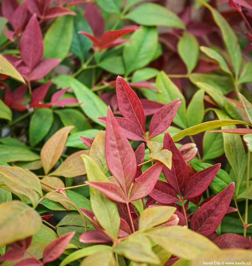 Nandina domestica Obsessed