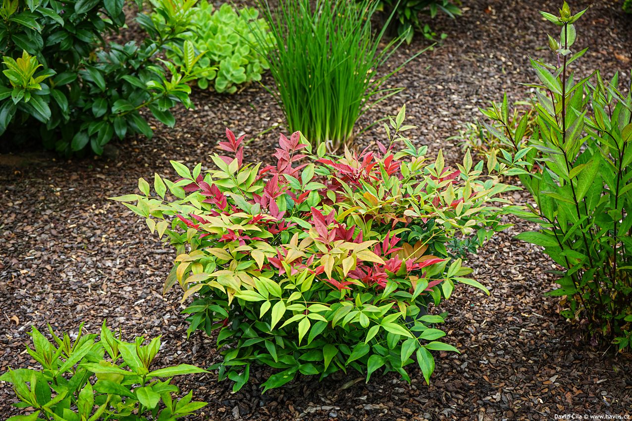 Nandina domestica Obsessed
