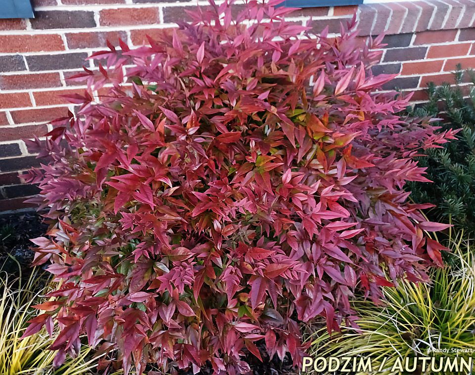 Nandina domestica Obsessed