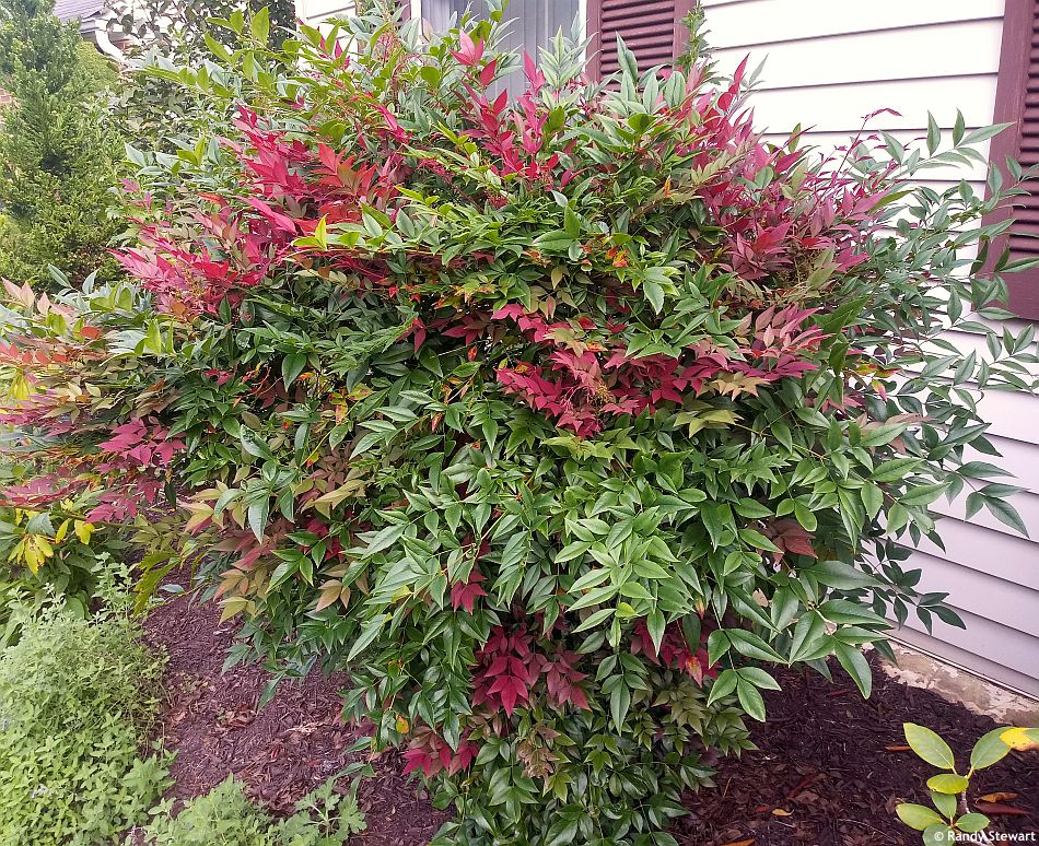 Nandina domestica Obsessed