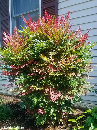Nandina domestica 'Seika' OBSESSED