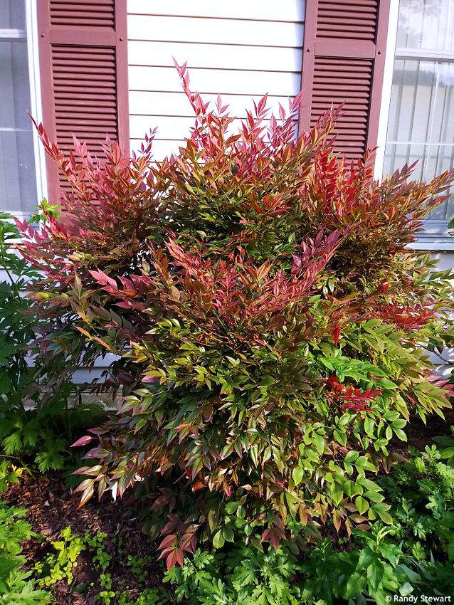 Nandina domestica Obsessed