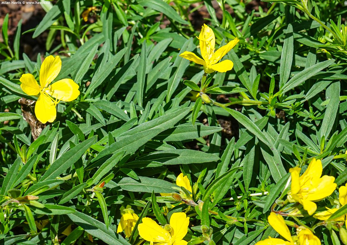 Oenothera Lemon Drop