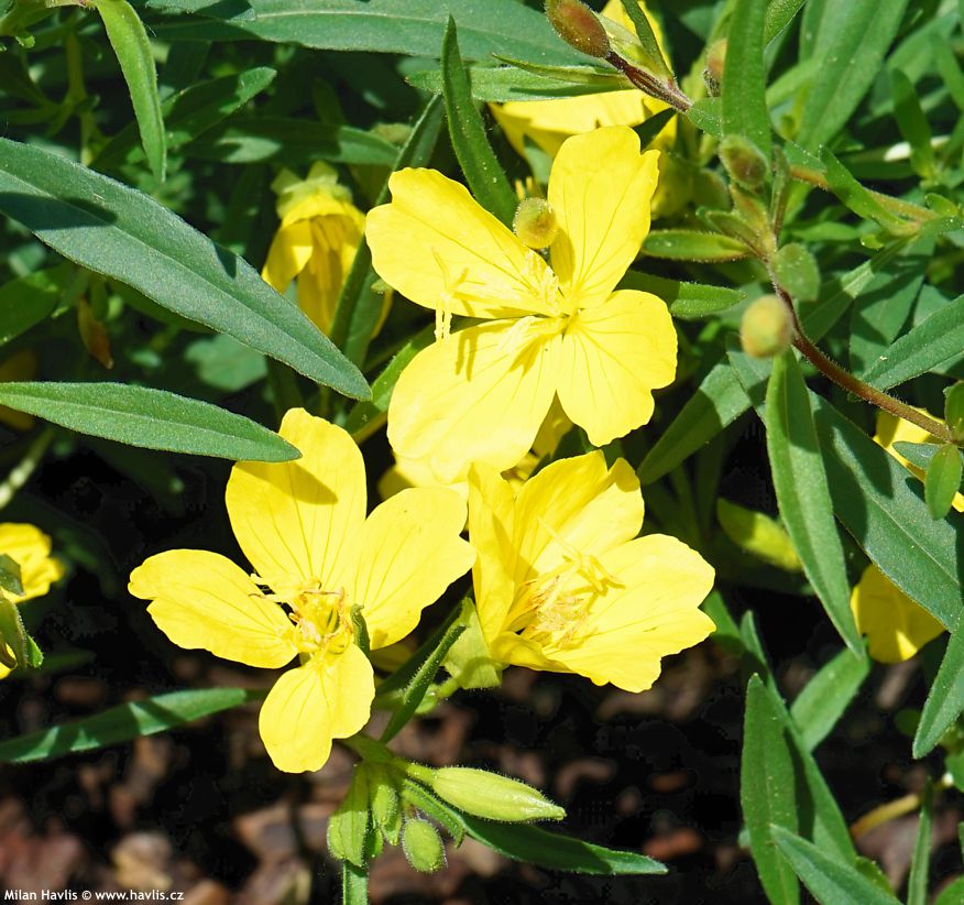 Oenothera Lemon Drop