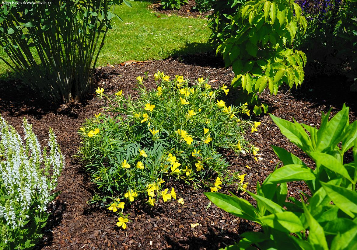 Oenothera Lemon Drop