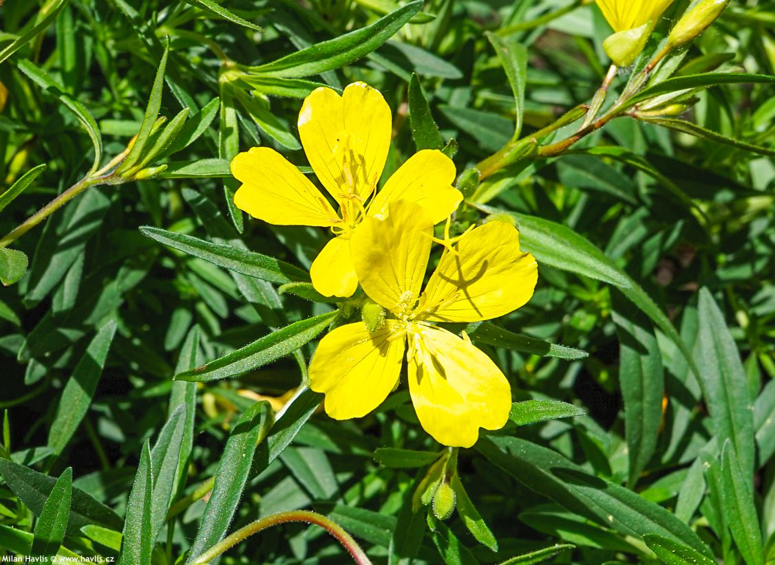 Oenothera Lemon Drop