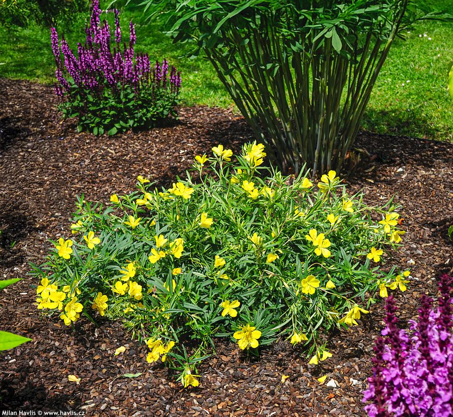 Oenothera Lemon Drop