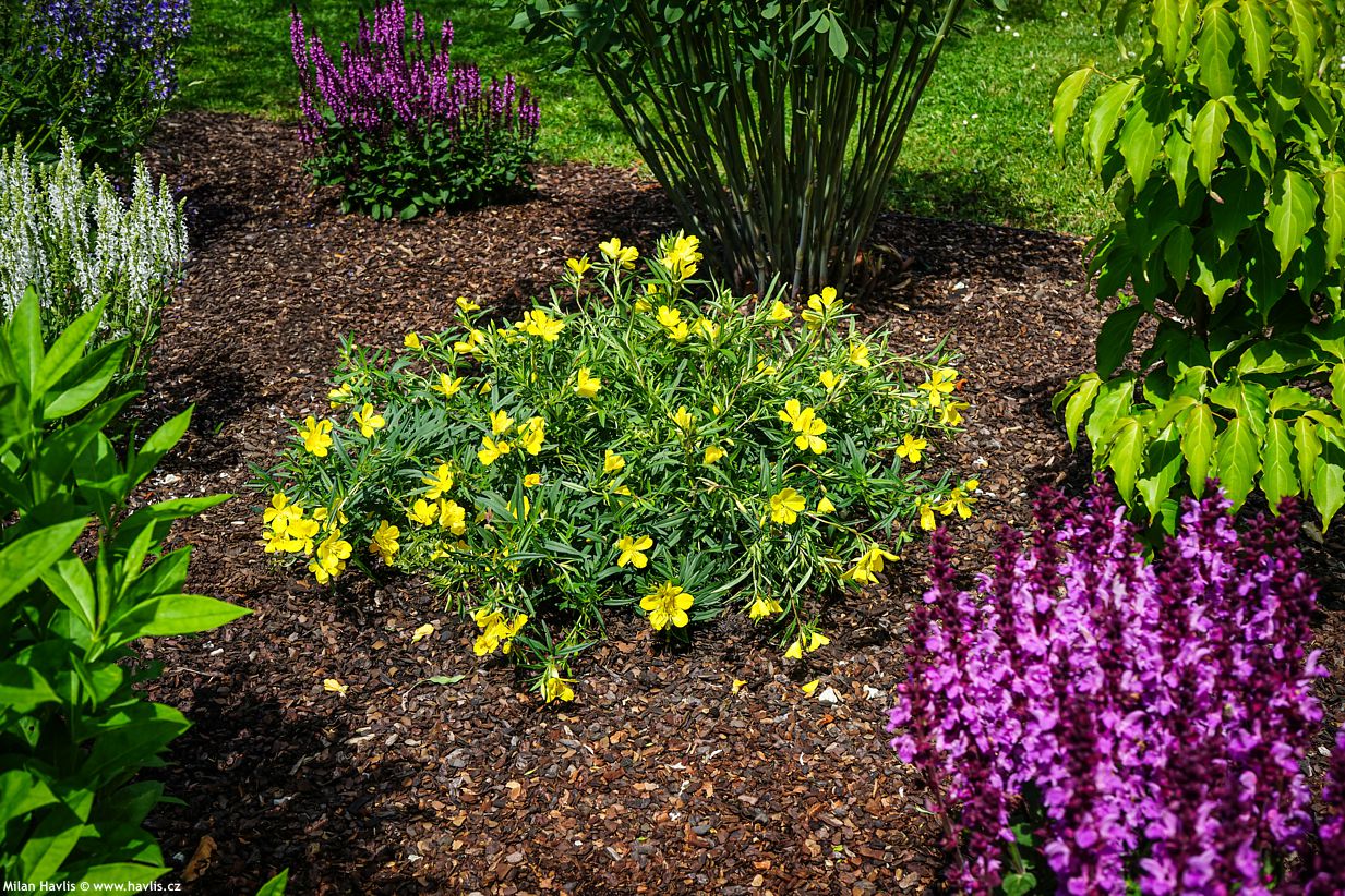 Oenothera Lemon Drop