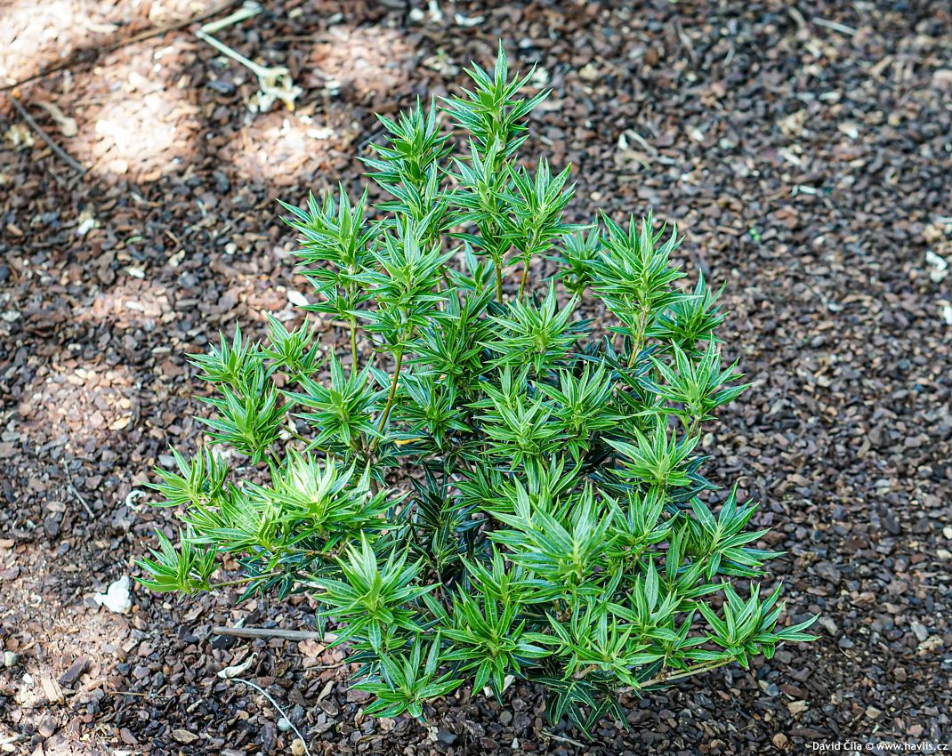 Osmanthus heterophyllus Sasaba