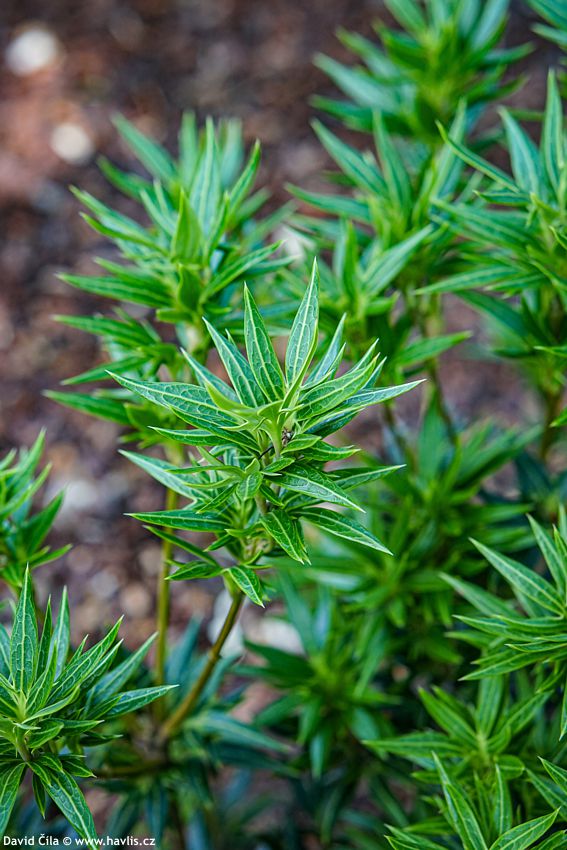 Osmanthus heterophyllus Sasaba
