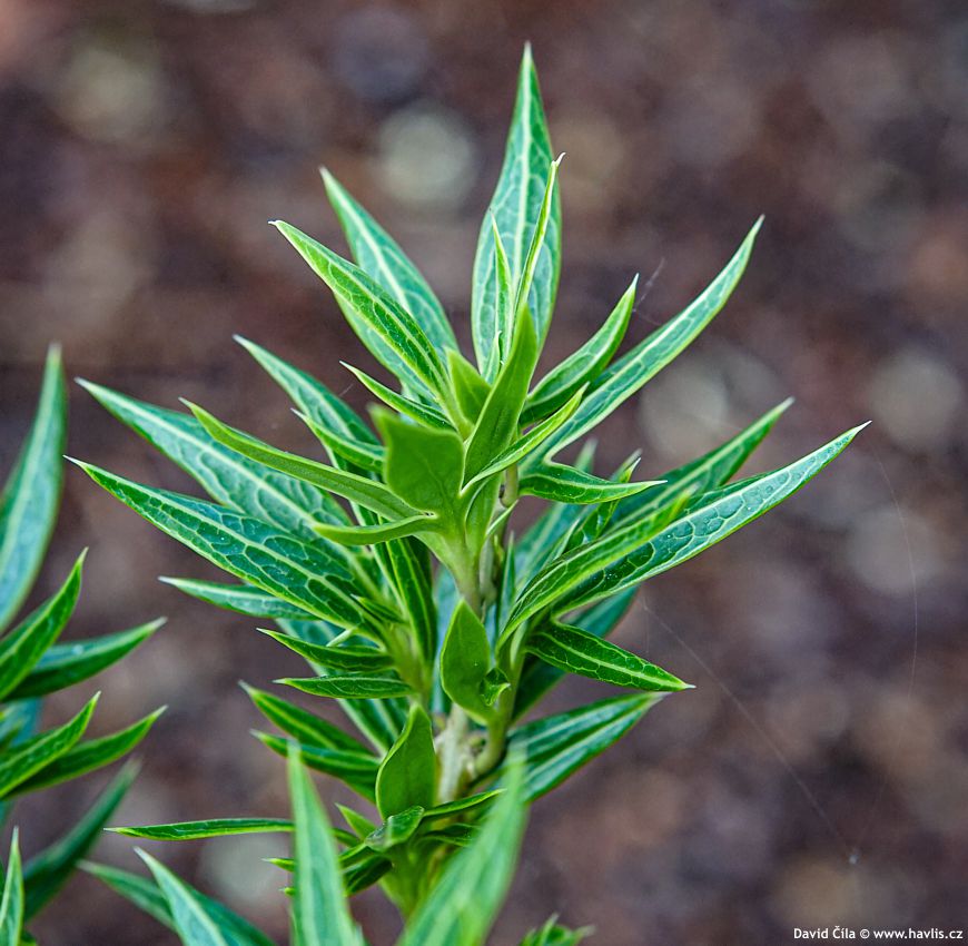Osmanthus heterophyllus Sasaba