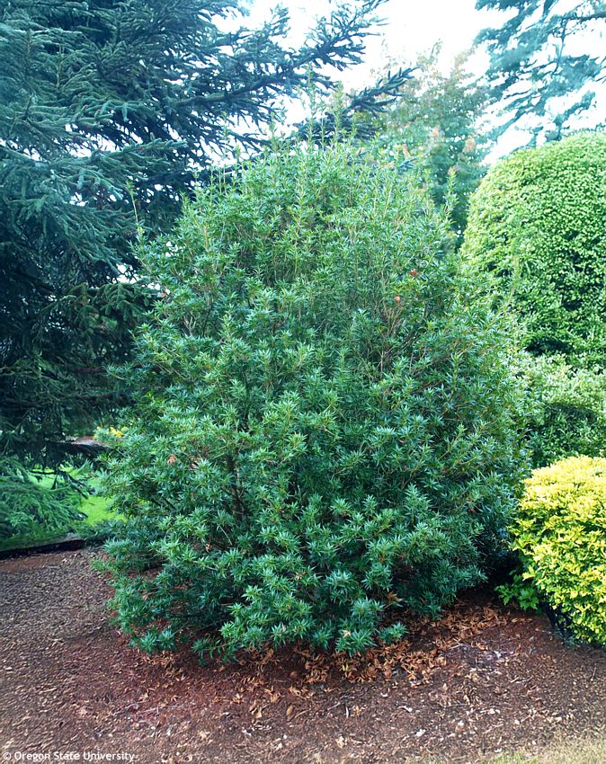 Osmanthus heterophyllus Sasaba OSU edit.jpg