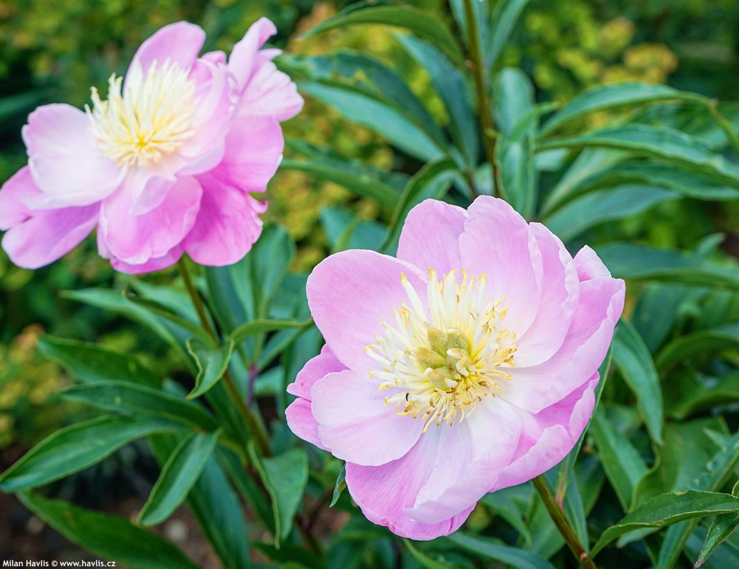 Paeonia Enchanting Pink Elsa
