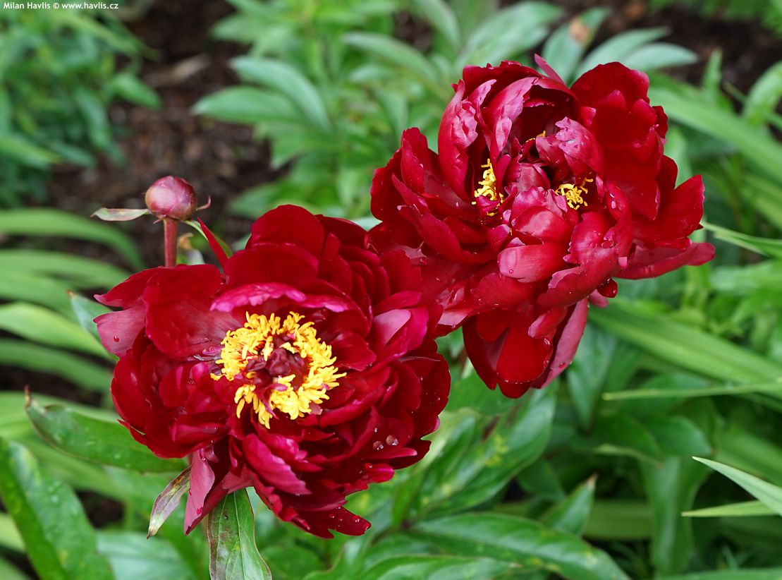 Paeonia Peter Brand
