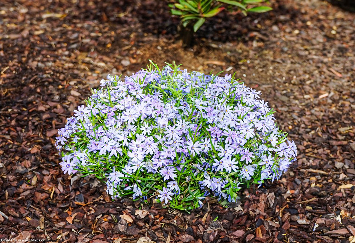 Phlox Fabulous Blue Dark Centre