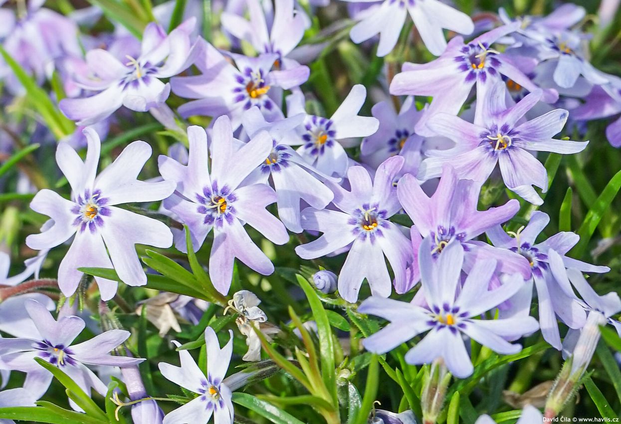 Phlox Fabulous Blue Dark Centre