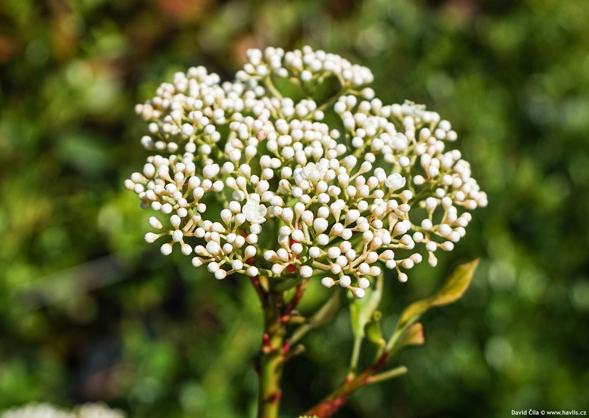 Photinia serratifolia Pink Crispy
