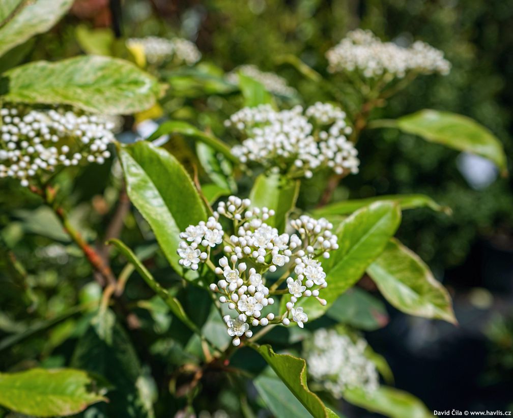 Photinia serretifolia Pink Crispy