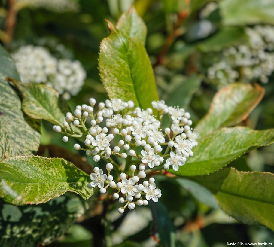 Photinia serretifolia Pink Crispy