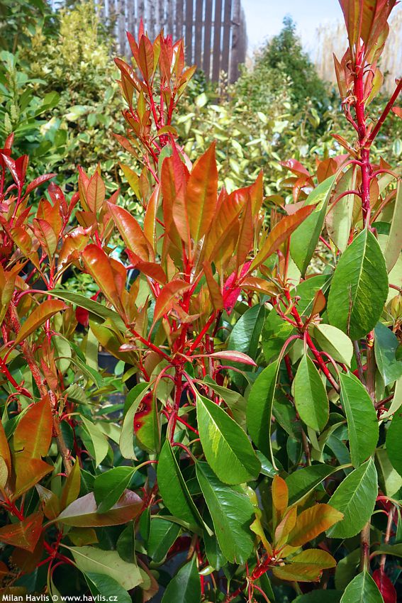 Photinia x fraseri Red Light 2018 1.jpg