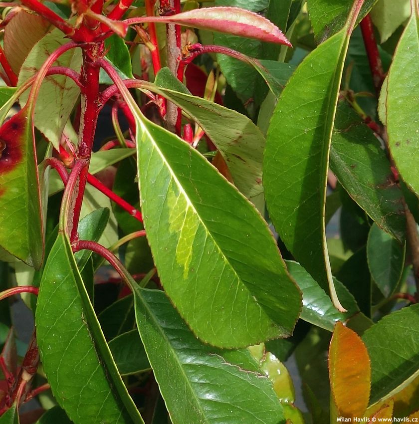 Photinia x fraseri Red Light 2018 1 detail.jpg