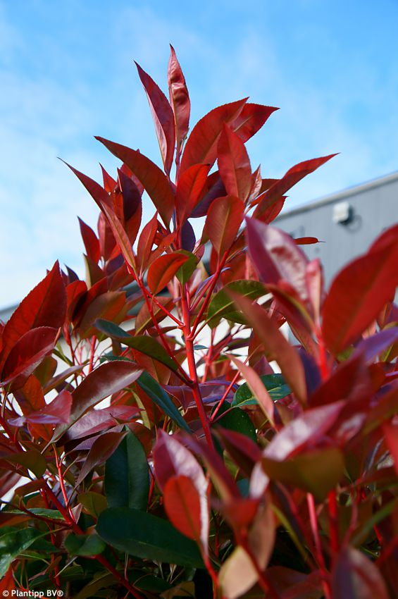 Photinia x fraseri Red Light PLANTIPP 01.jpg