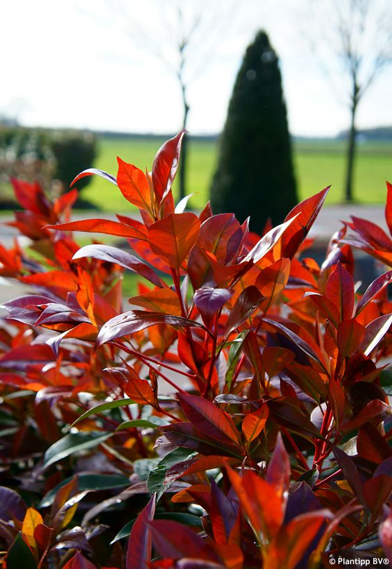Photinia x fraseri Red Light PLANTIPP 03.jpg
