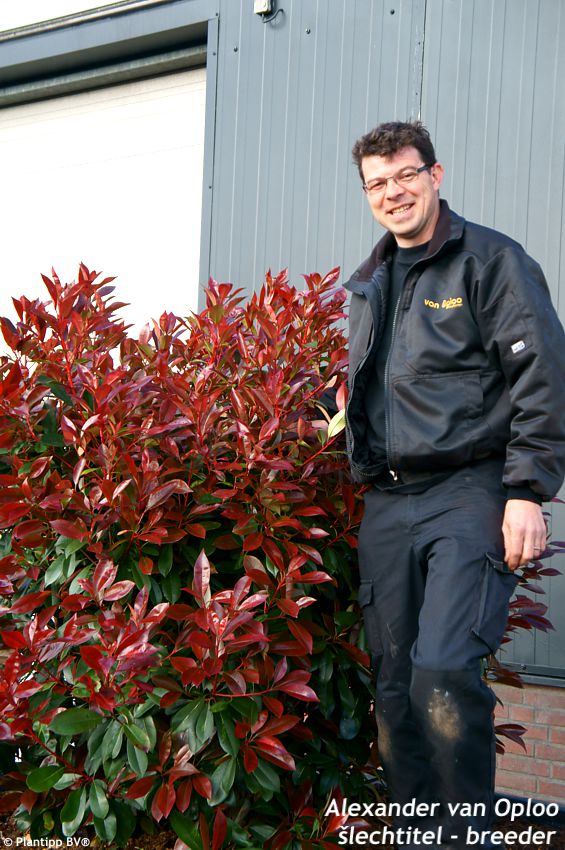 Photinia x fraseri Red Light PLANTIPP 04.jpg