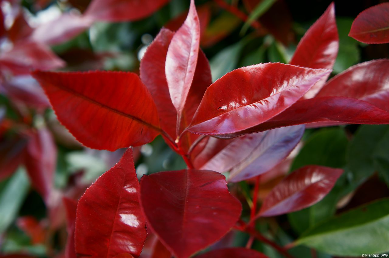Photinia x fraseri Red Light PLANTIPP 05.jpg