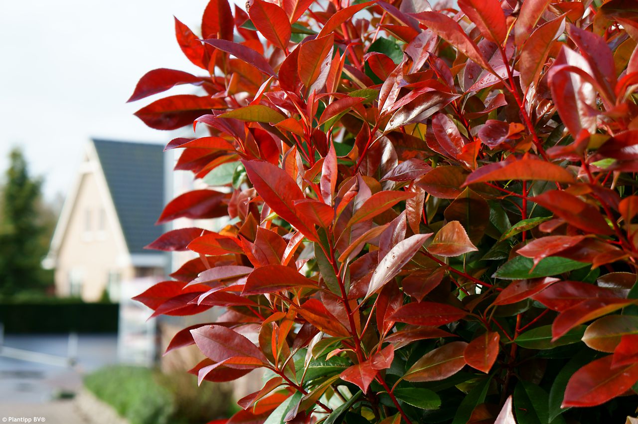 Photinia x fraseri Red Light PLANTIPP 06.jpg