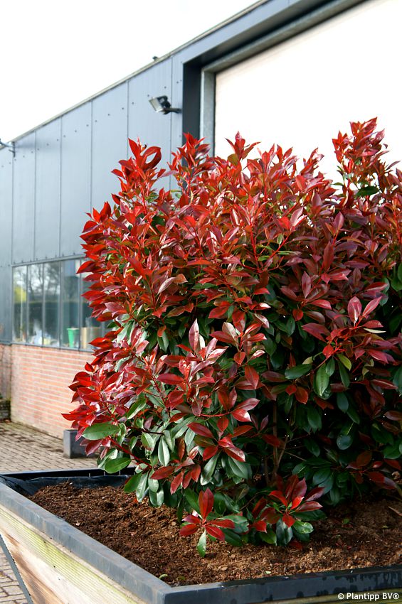 Photinia x fraseri Red Light PLANTIPP 08.jpg