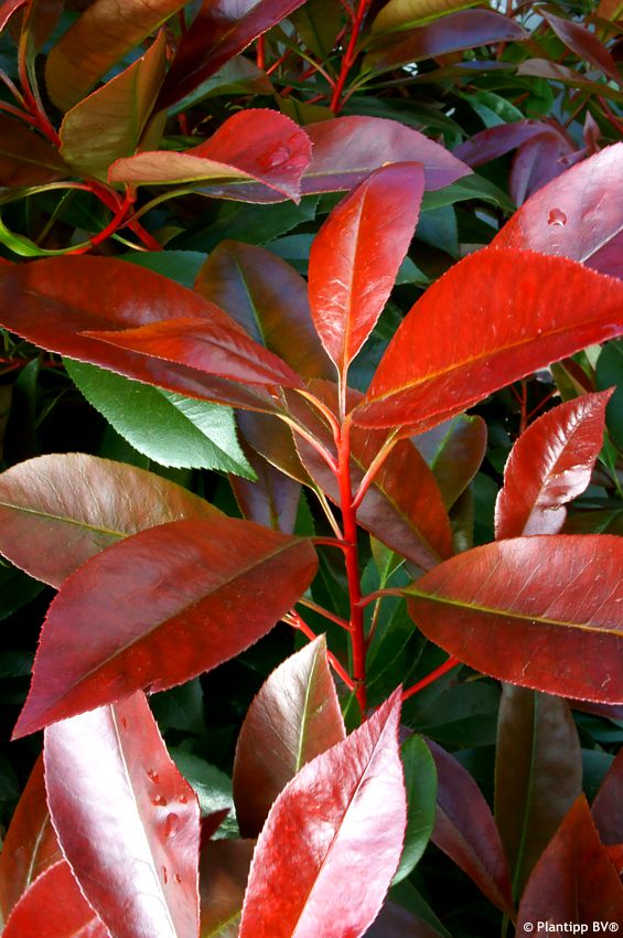 Photinia x fraseri Red Light PLANTIPP 09.jpg