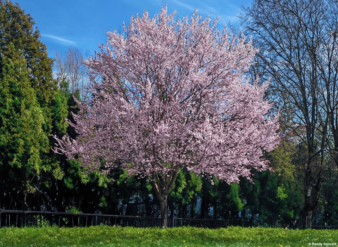Prunus cerasifera Pissardii