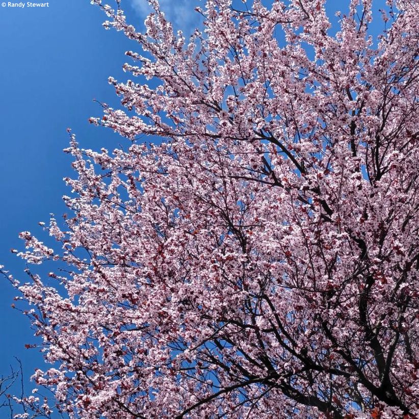 Prunus cerasifera Pissardii