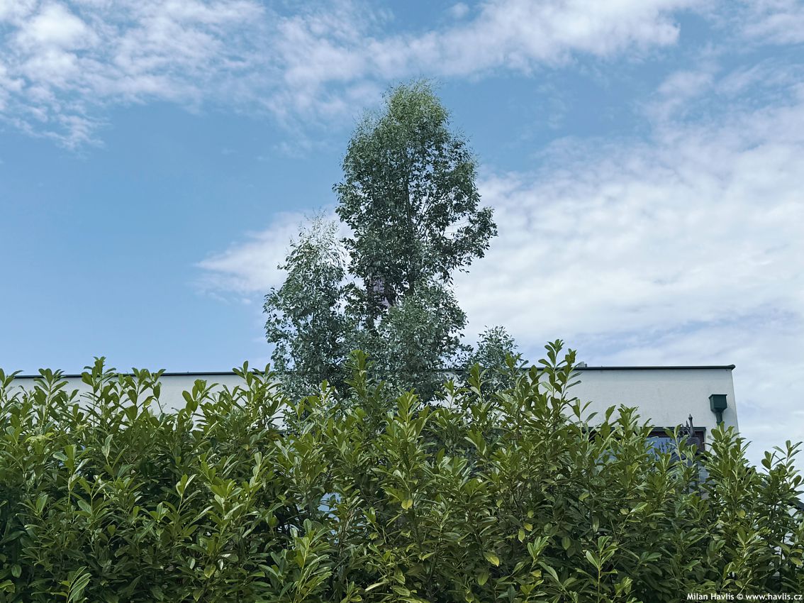 eukalyptus