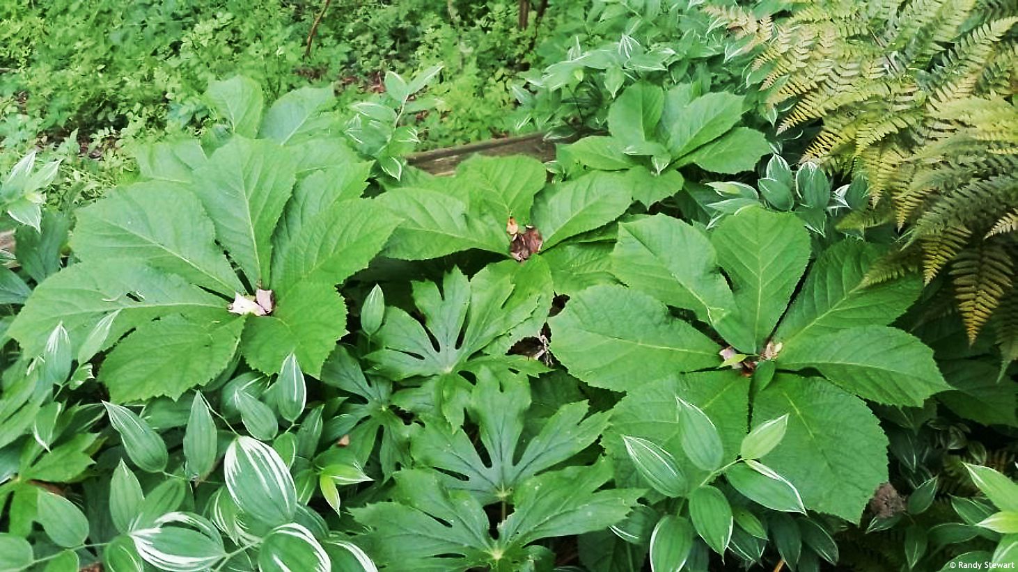 Rodgersia aesculifolia