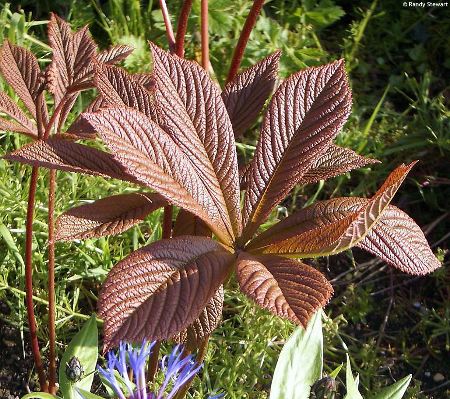 Rodgersia aesculifolia