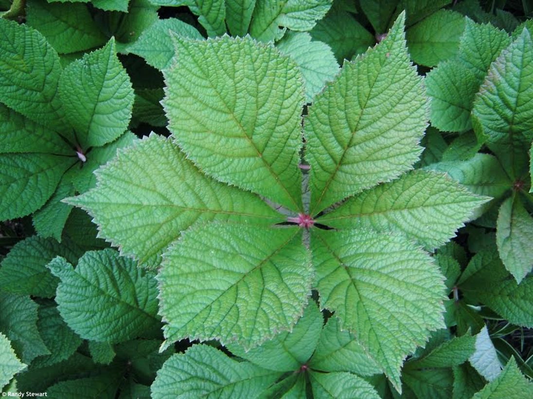 Rodgersia aesculifolia