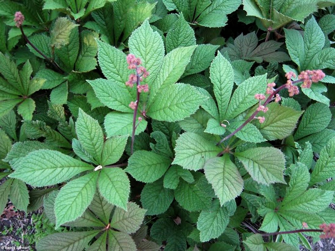Rodgersia aesculifolia