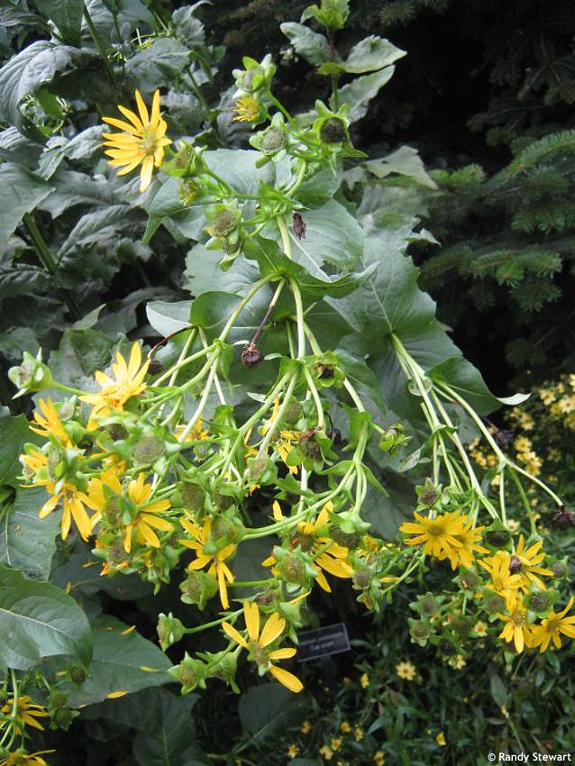 Silphium perfoliatum RANDY 1.jpg