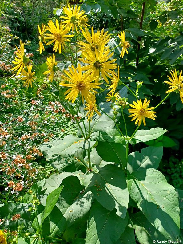 Silphium perfoliatum RANDY 6.jpg