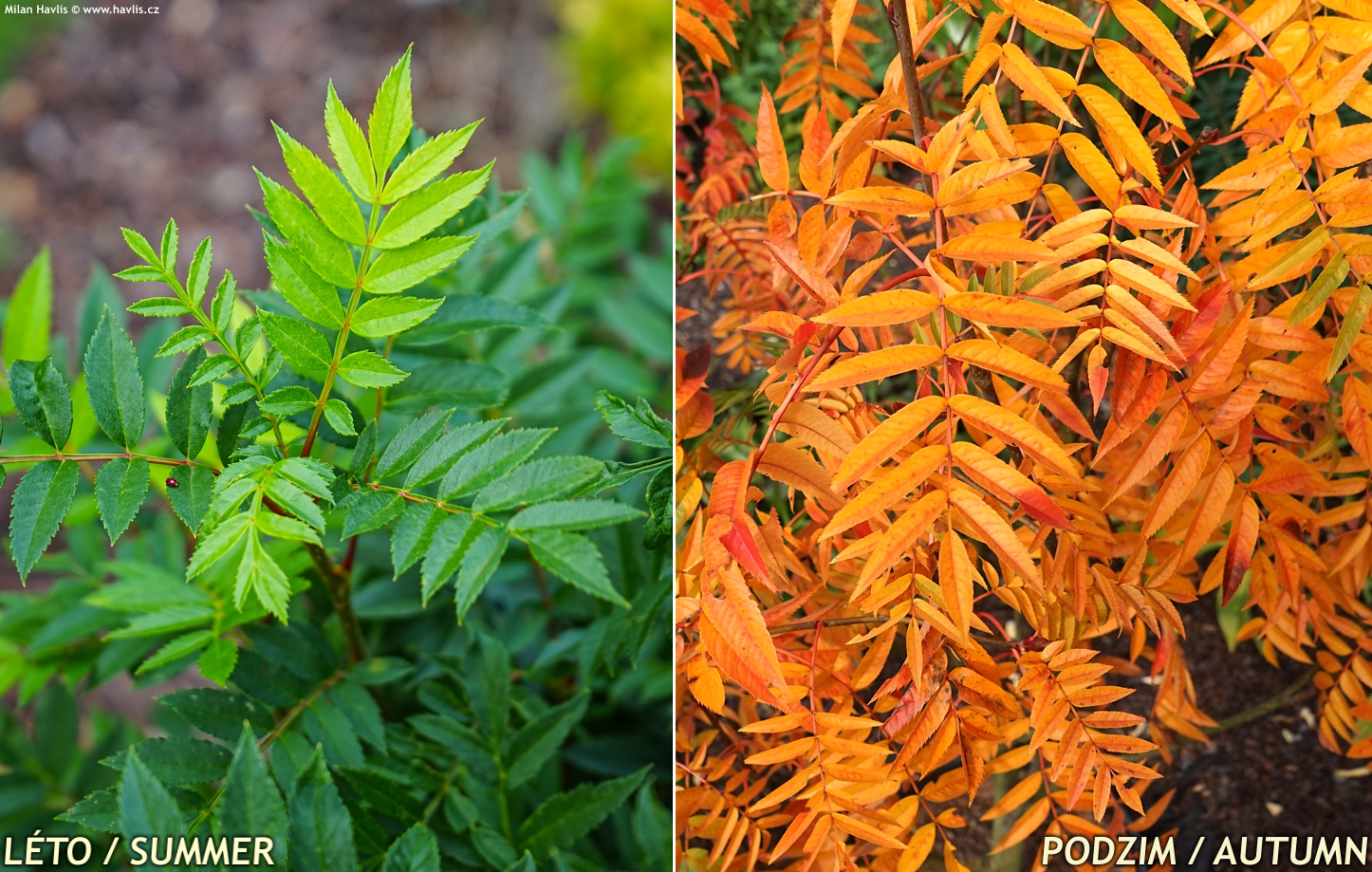 Sorbus Dodong 2024 David 2.jpg