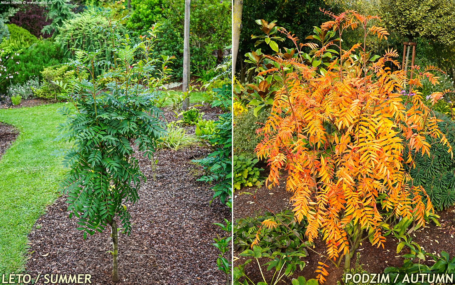 Sorbus Dodong 2024 David 3.jpg