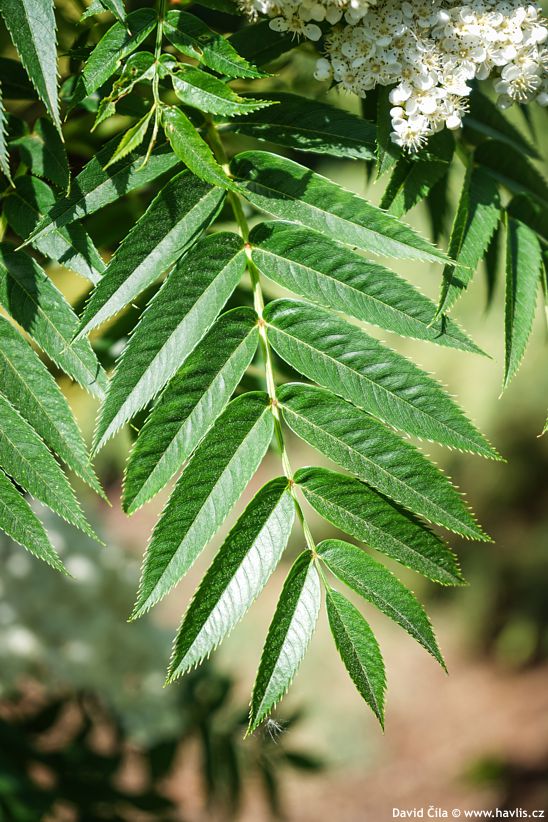 Sorbus Dodong 2025 David.jpg