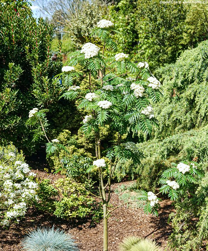 Sorbus Dodong 2025 David (1) kopie.jpg