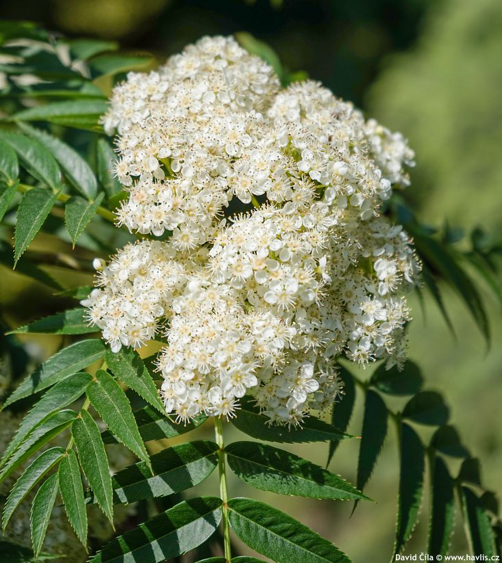 Sorbus Dodong 2025 David (2).jpg
