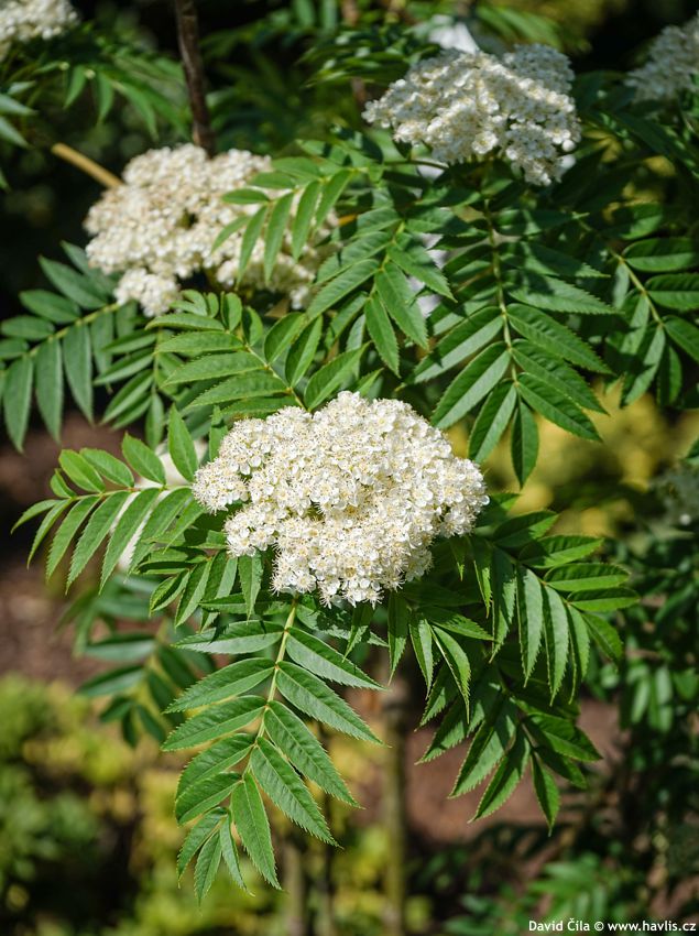 Sorbus Dodong 2025 David (3).jpg