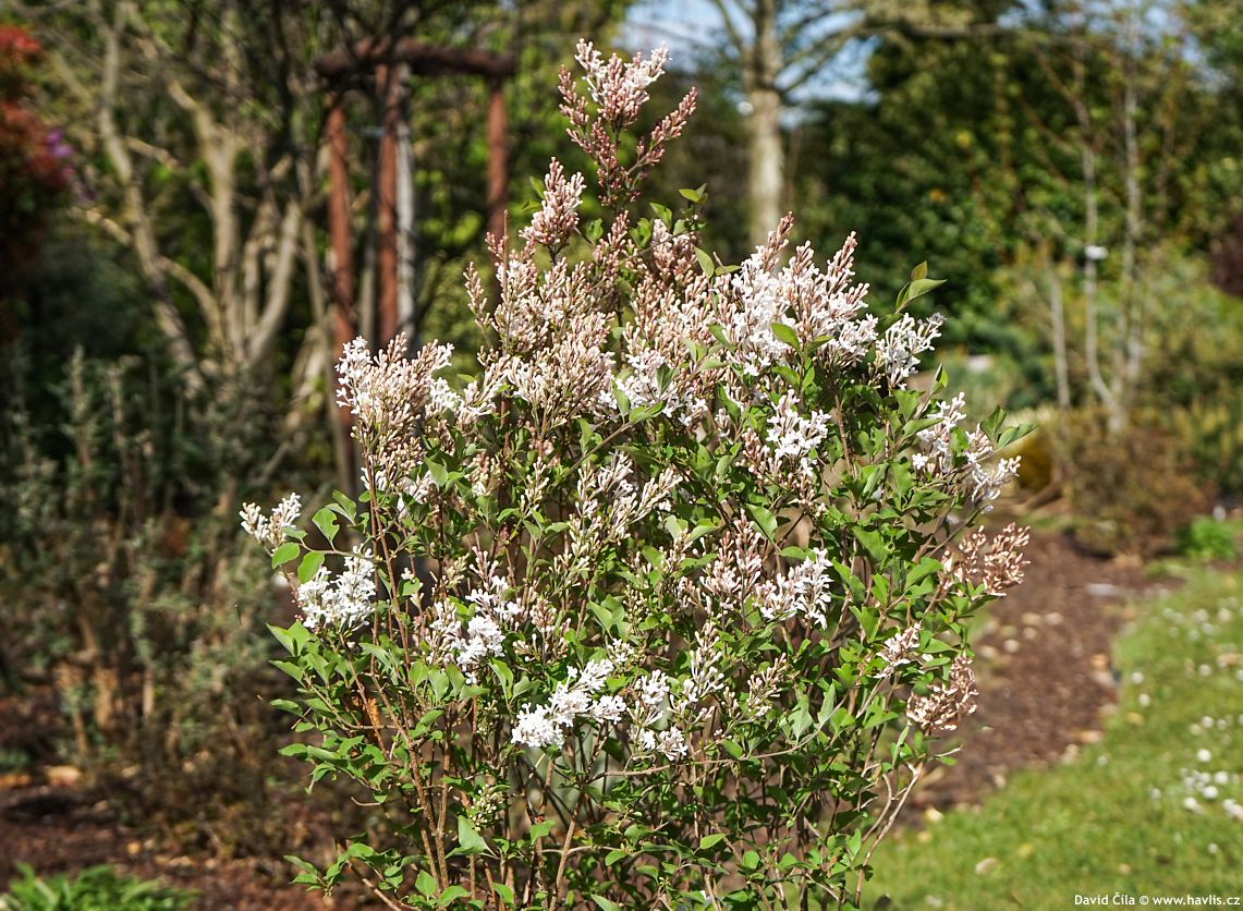 Syringa Flowerfesta White